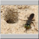 Tachysphex obscuripennis - Grabwespe m05 8mm Sandgrube Niedringhaussee.jpg